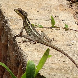 Striped basilisk (Basiliscus vittatus)