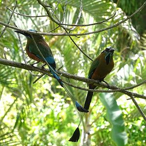 Turquoise-browed motmot (Eumomota superciliosa)