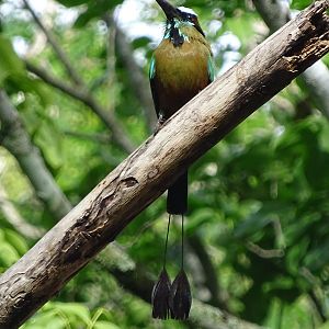 Turquoise-browed motmot (Eumomota superciliosa)