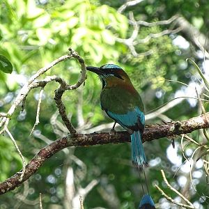 Turquoise-browed motmot (Eumomota superciliosa)