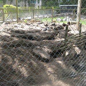 Strandvænget Park - Rabbit exhibit