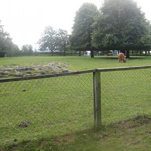 Strandvænget Park - Cattle exhibit