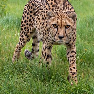 Barney the Cheetah / Hamerton / 15-8-20