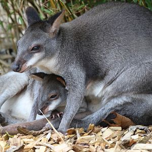 Duskey Pademelon at Chester Zoo 16-Aug-2020