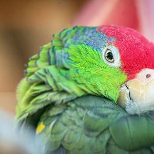 Aug. 2020 - Garden of the Senses - Red-crowned Amazon
