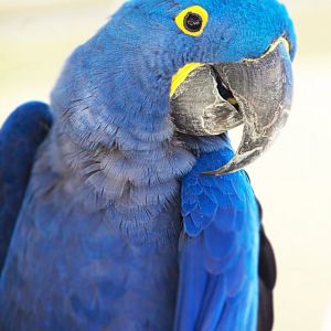 Aug. 2020 - Garden of the Senses - Hyacinth Macaw