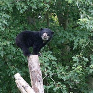 Andean Bear Cub at Chester Zoo 16-Aug-2020