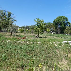 Aug. 2020 - African Grasslands - Sable Antelope Exhibit