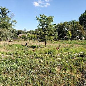 Aug. 2020 - African Grasslands - Sable Antelope Exhibit
