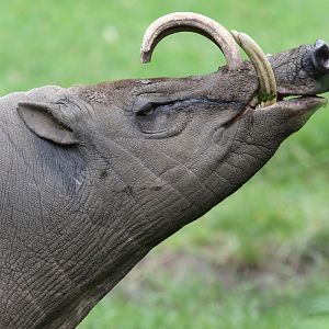 Babirusa at Chester Zoo 16-Aug-2020