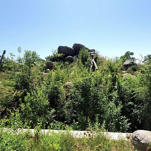 Aug. 2020 - African Grasslands - Lion Exhibit (Right Side)