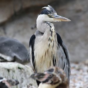 Grey Heron at Chester Zoo 16-Aug-2020