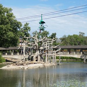 Aug. 2020 - Black-handed Spider Monkey Island