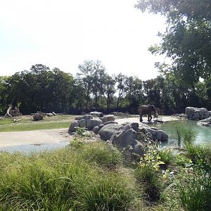 Aug. 2020 - African Grasslands - African Elephant/Plains Zebra/Impala Exhibit (3.25 Acres)