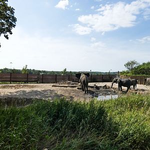 Aug. 2020 - African Grasslands - Right African Elephant Exhibit (0.75 Acres)