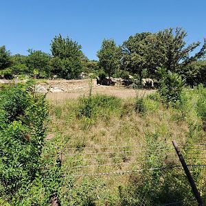 Aug. 2020 - African Grasslands - Main Savannah + White Rhino Exhibit (2.7 Acres)