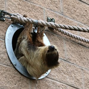 Two-toed Sloth at Chester Zoo 16-Aug-2020