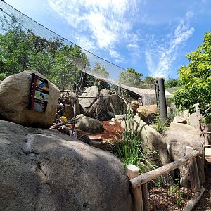 Aug. 2020 - African Grasslands - Rock Hyrax/Superb Starling/Golden-breasted Starling/Kenyan Crested Guineafowl Exhibit