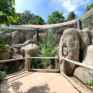 Aug. 2020 - African Grasslands - Rock Hyrax/Superb Starling/Golden-breasted Starling/Kenyan Crested Guineafowl Exhibit