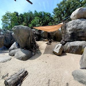 Aug. 2020 - African Grasslands - Klipspringer/Meerkat/Leopard Tortoise Exhibit