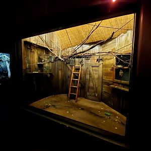 Aug. 2020 - Expedition Madagascar - Straw-colored Fruit Bat