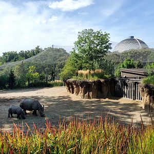 Aug. 2020 - Asian Highlands - Indian Rhino/Pere David's Deer Exhibit + Desert Dome
