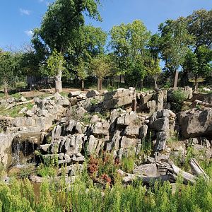 Aug. 2020 - Asian Highlands - Sichaun Takin & Chinese Goral Exhibit