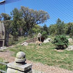 Aug. 2020 - Asian Highlands - Amur Tiger Exhibit