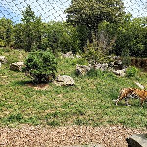 Aug. 2020 - Asian Highlands - Amur Tiger Exhibit