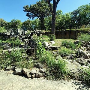Aug. 2020 - Asian Highlands - Amur Tiger Exhibit