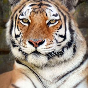 Aug. 2020 - Asian Highlands - Amur Tiger