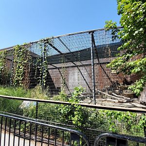 Aug. 2020 - Former Cat Complex - African Crested Porcupine Exhibit