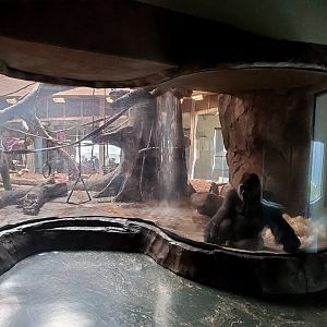 Aug. 2020 - Hubbard Gorilla Valley - Indoor Gorilla Exhibit