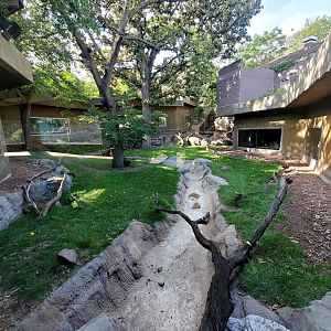 Aug. 2020 - Hubbard Gorilla Valley - Yellow-backed Duiker/Northern Ground Hornbill/Black-crowned Crane/Egyptian Goose Exhibit