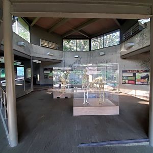 Aug. 2020 - Hubbard Gorilla Valley - Primate Skeletal Display