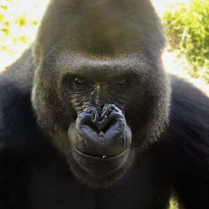 Aug. 2020 - Hubbard Gorilla Valley - Tatu