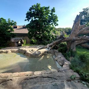 Aug. 2020 - Hubbard Gorilla Valley - Main Gorilla Exhibit