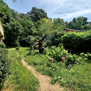 Aug. 2020 - Hubbard Gorilla Valley - Main Gorilla Exhibit