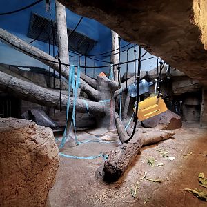 Aug. 2020 - Hubbard Orangutan Forest - Left Indoor Orangutan Exhibit