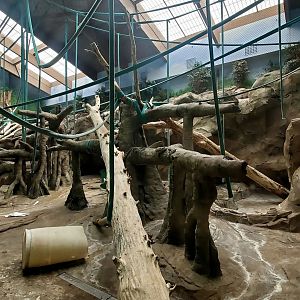 Aug. 2020 - Hubbard Orangutan Forest - Indoor Orangutan/Siamang Exhibit