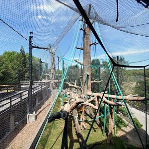 Aug. 2020 - Hubbard Orangutan Forest - Bornean Orangutan/Francois' Langur + Orangutan/Siamang Exhibits