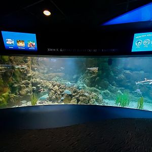 Aug. 2020 - Scott Aquarium - Scuba Reef - Cownose Ray/Bonnethead/Blue-spotted Stingray Tank