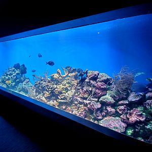 Aug. 2020 - Scott Aquarium - Caribbean Reef
