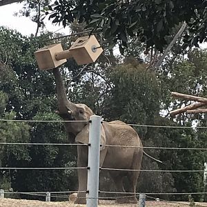 African Bush Elephant (Loxodonta africana)