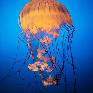 Aug. 2020 - Scott Aquarium - South American Sea Nettle
