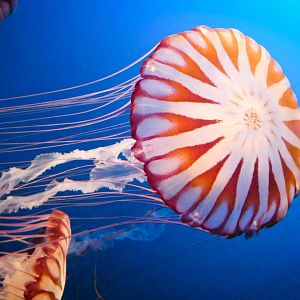 Aug. 2020 - Scott Aquarium - West African Sea Nettle