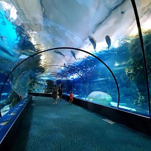 Aug. 2020 - Scott Aquarium - 400,000 Gallon Shark Reef