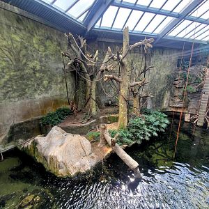 Aug. 2020 - Lied Jungle - South America (7+ Species)