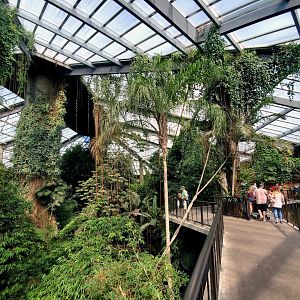 Aug. 2020 - Lied Jungle - South America (General View)