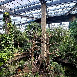 Aug. 2020 - Lied Jungle - African Exhibit (5 Species)